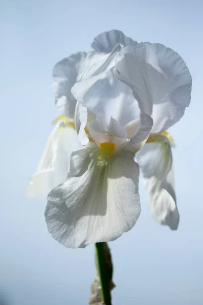 Antirrhinum Majus Fiore Bianco — Foto Stock