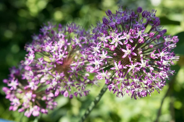 Primer Plano Flor Ajo Púrpura — Foto de Stock