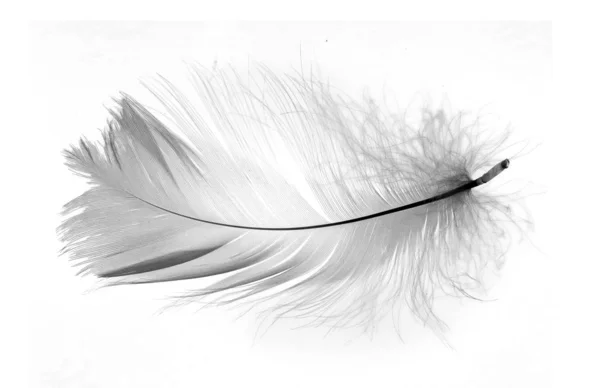 White Feather Isolated White Background — Stock Photo, Image