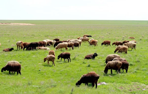 Troupeau Moutons Sur Champ Vert — Photo