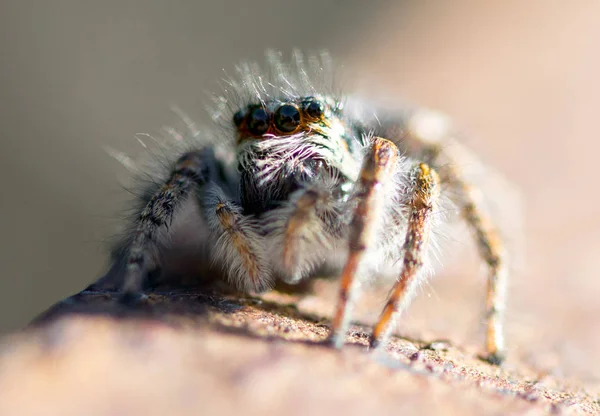 Pavouk Zavřít Nahoru Makro Přírody — Stock fotografie