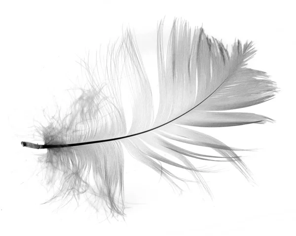 White Feather Isolated White Background — Stock Photo, Image