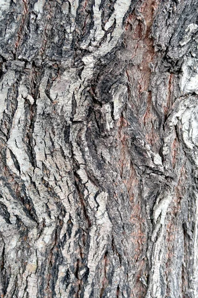 Grå Bark Tree Konsistens — Stockfoto