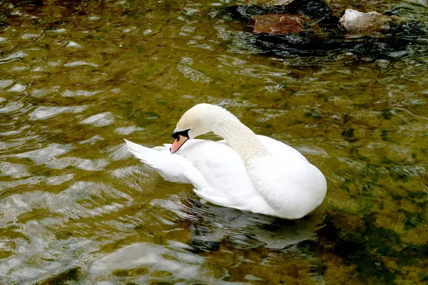 Weißer Schwan Auf Einem Teich — Stockfoto