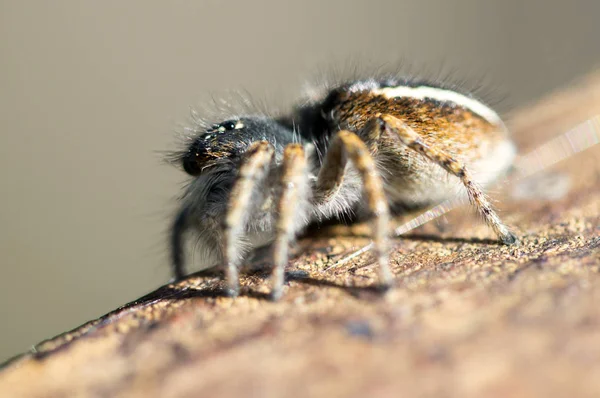 Spider Close Macro Wildlife — Zdjęcie stockowe