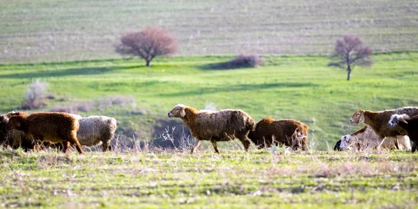 Вівці Полі Весна — стокове фото