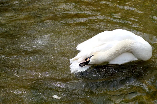 池の上の白い白鳥 — ストック写真