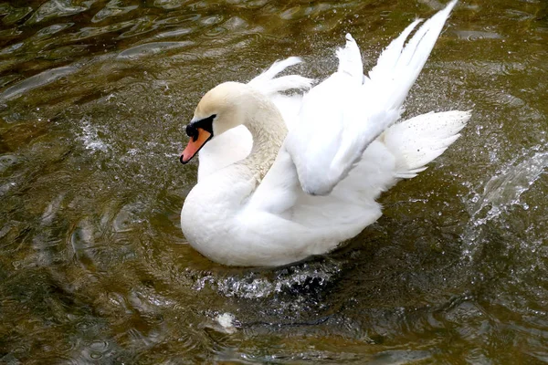 池塘上的白天鹅 — 图库照片