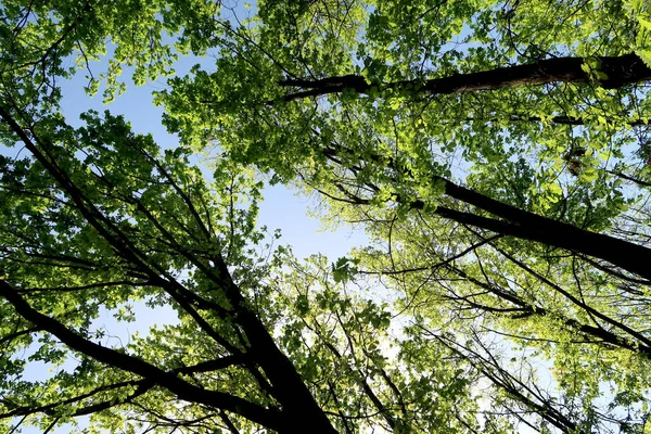 Ветви Деревьев Поле Зрения Снизу Небо — стоковое фото