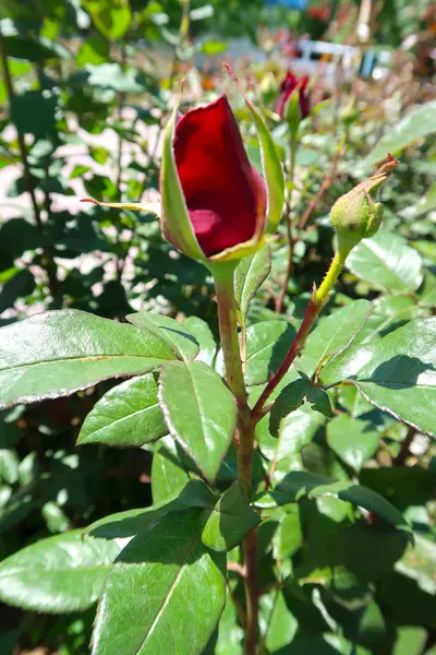 Rote Rose Blüht Frühling — Stockfoto
