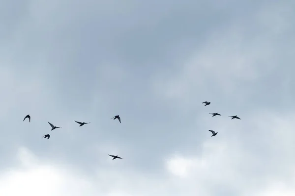 Gökyüzüne Karşı Uçan Güvercin Akın — Stok fotoğraf