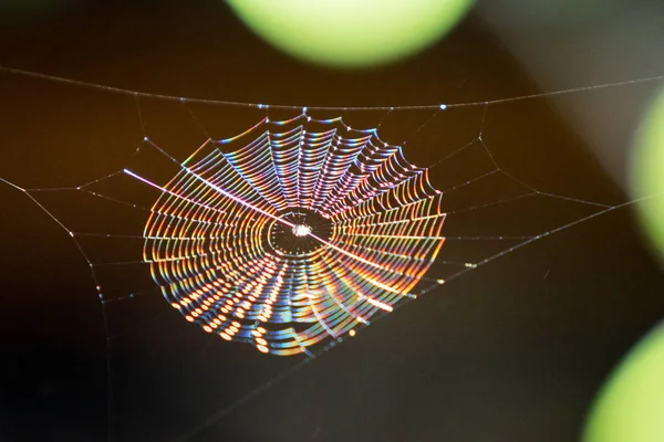 Spinnenweb Wazige Achtergrond — Stockfoto