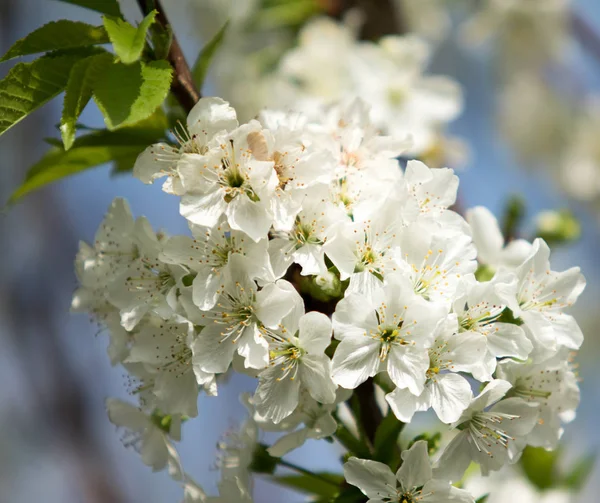 Kiraz çiçeği ağaç, bahar