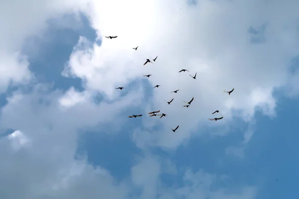 Bando Pombos Céu — Fotografia de Stock