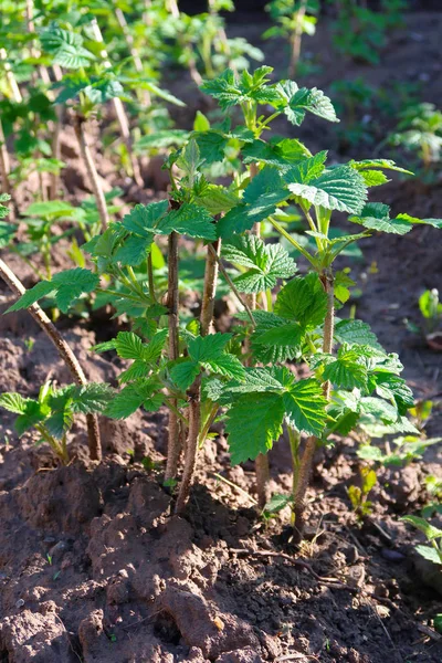 Himbeersträucher Frühling — Stockfoto