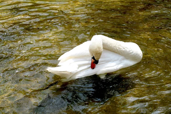 Cisne Blanco Estanque — Foto de Stock