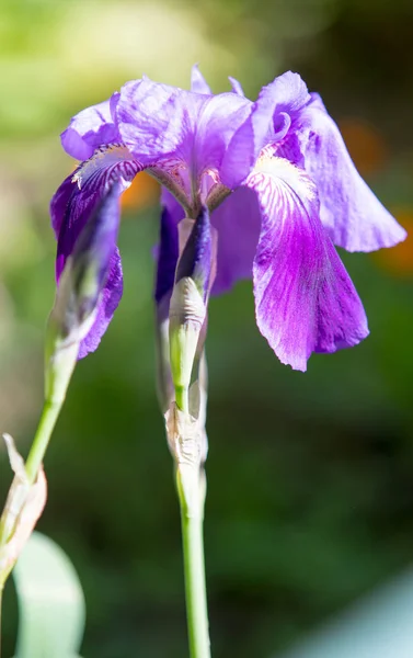 Λουλούδια Της Ίριδας Στη Φύση — Φωτογραφία Αρχείου