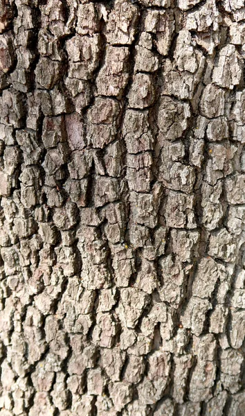 Gray Bark Tree Texture — Stock Photo, Image