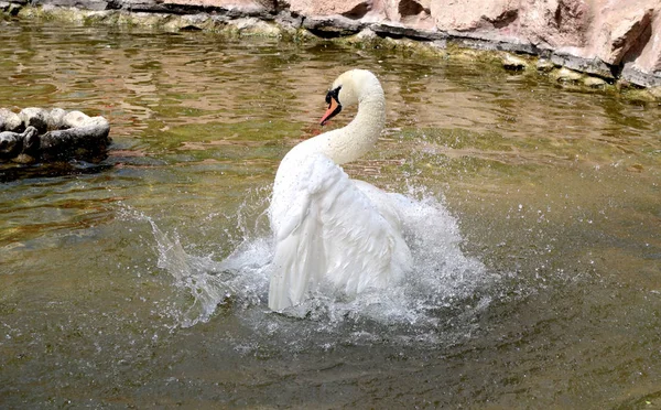 Cisne Blanco Limpia Agua — Foto de Stock