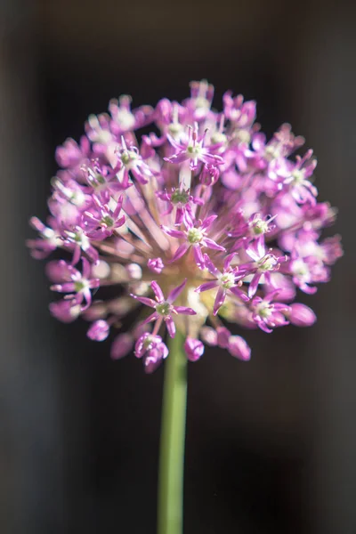 Sarımsak Mor Çiçek Close — Stok fotoğraf