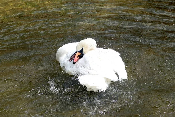 Weißer Schwan Wird Wasser Geputzt — Stockfoto