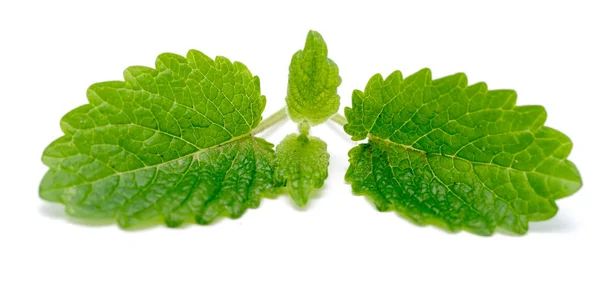 Menta Verde Hojas Sobre Fondo Blanco — Foto de Stock