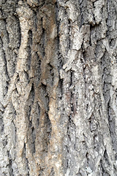 Écorce Grise Une Texture Arbre — Photo