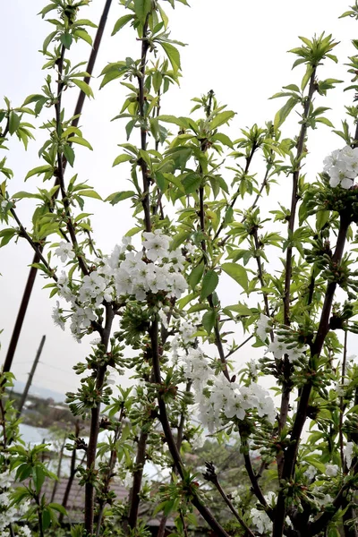 Fioritura Alberi Mele Paesaggio Primaverile — Foto Stock