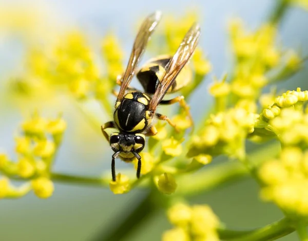 WASP sarı bir çiçek üzerinde Kapat