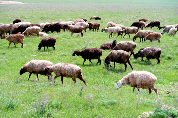 Стадо овец на зеленом поле
