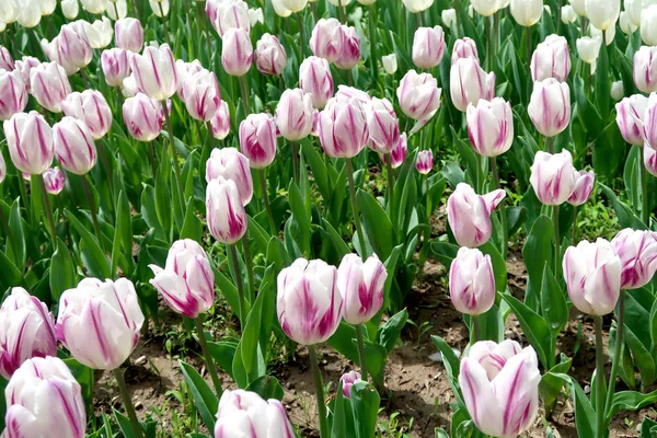 Bahar manzara, Çiçek Lale