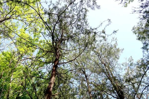 Grenar Träd Vyn Från Nedan Till Himlen — Stockfoto