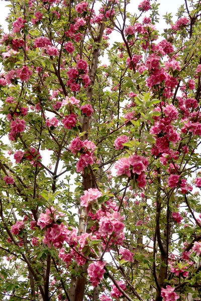 Flores Cor Rosa Maçã Primavera — Fotografia de Stock