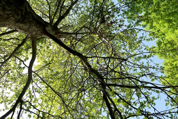 Gökyüzüne aşağıdan görünümünde ağaçlarının dalları