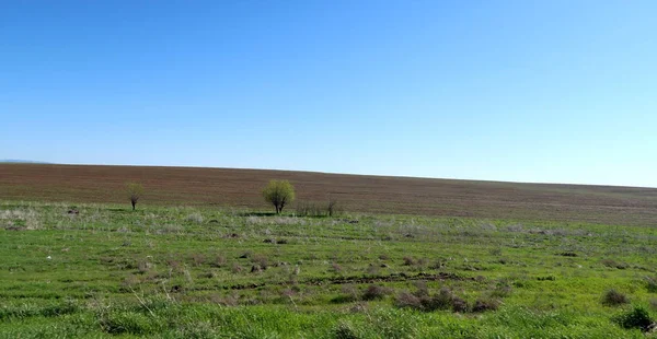Yeşil çayır çimen ekilebilir, bahar