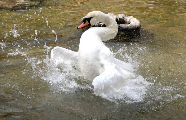 Cygne Blanc Est Nettoyé Dans Eau — Photo