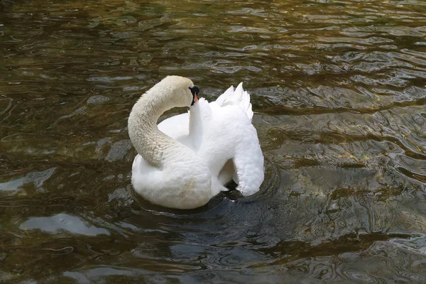 Cigno Bianco Viene Pulito Acqua — Foto Stock