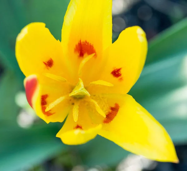 Tulipán Flor Amarilla Primavera —  Fotos de Stock
