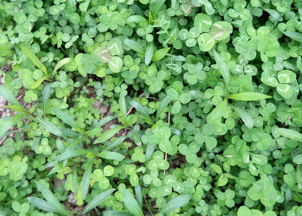 Bright Green Clover Background — Stock Photo, Image