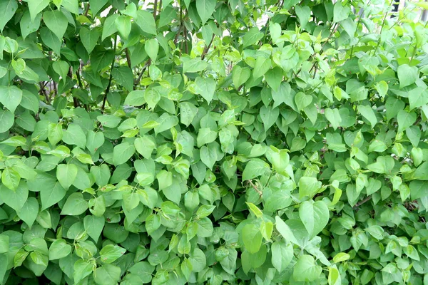 Arbusto Verde Com Folhas Brilhantes — Fotografia de Stock
