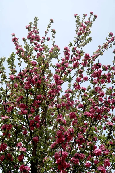 Pembe çiçekler elma, bahar