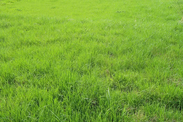 Grüne Graspflanzen Hintergrund — Stockfoto