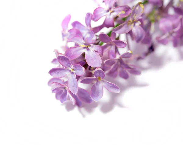 Lila Blommor Vit Bakgrund — Stockfoto