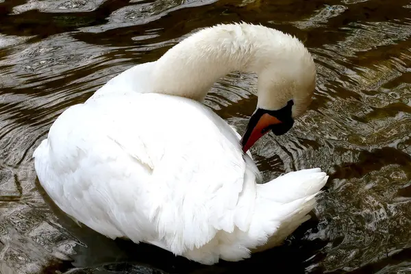 Cisne Blanco Limpia Agua — Foto de Stock