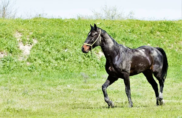 Cavalo Escuro Grama Verde — Fotografia de Stock