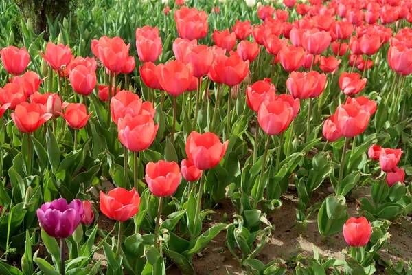 Helle Tulpen Frühlingslandschaft — Stockfoto