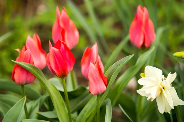 Flores Tulipanes Primavera Fondo Natural —  Fotos de Stock