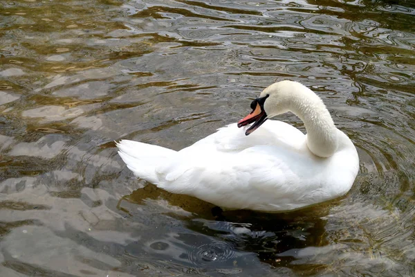 Cygne Blanc Est Nettoyé Dans Eau — Photo