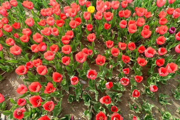 Tulipany Jasne Pejzaż Wiosna — Zdjęcie stockowe