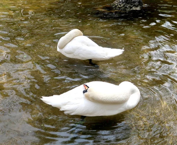 Cygne Blanc Est Nettoyé Dans Eau — Photo